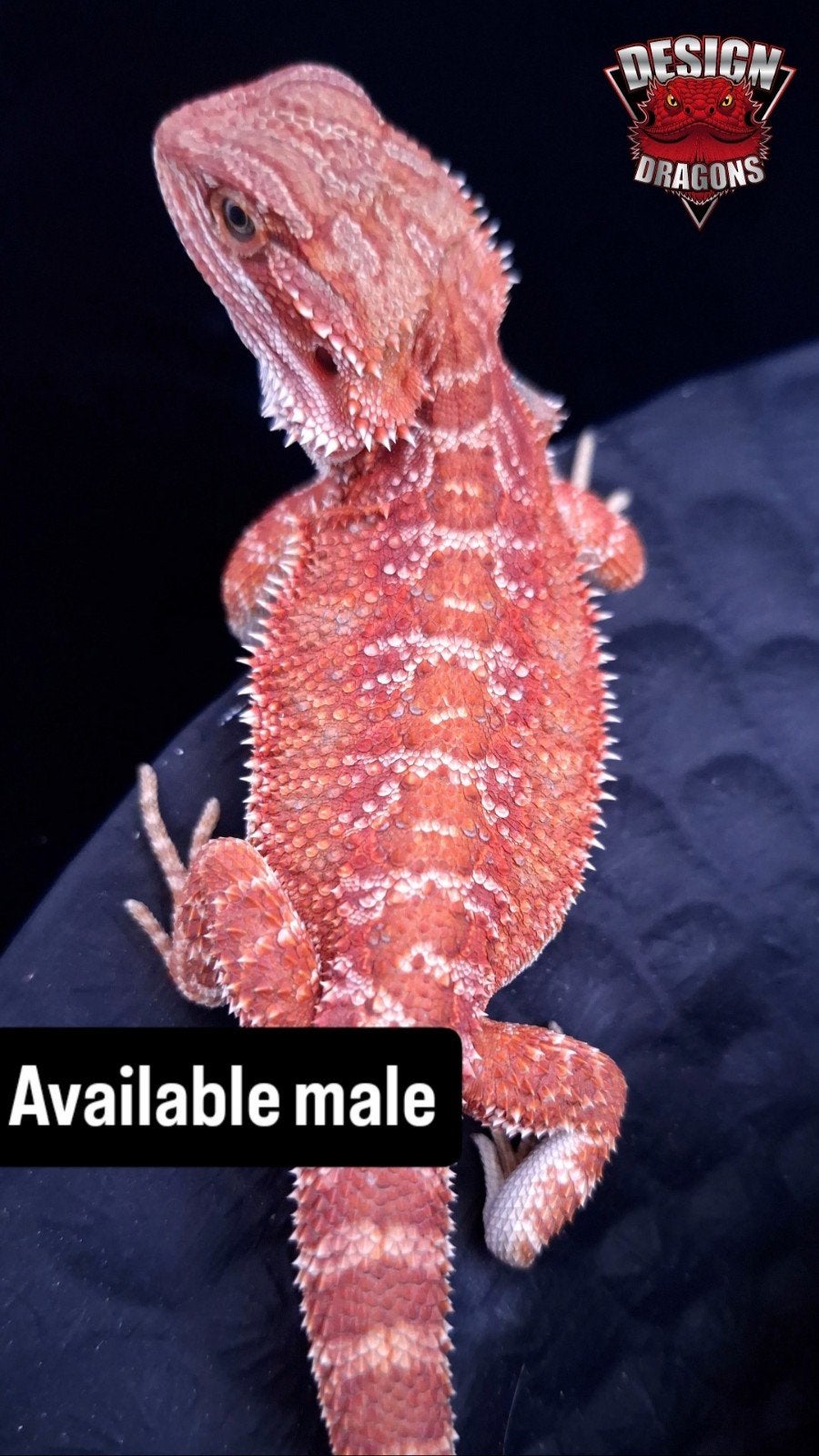 50% Red Monster Hypo het. Translucent
Baardagaam man Bearded Dragon - male for sale from Design Dragons