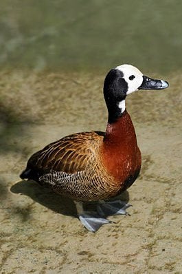 Diversie siereenden te koop, Dieren en Toebehoren, Pluimvee, Meerdere dieren, Eend
