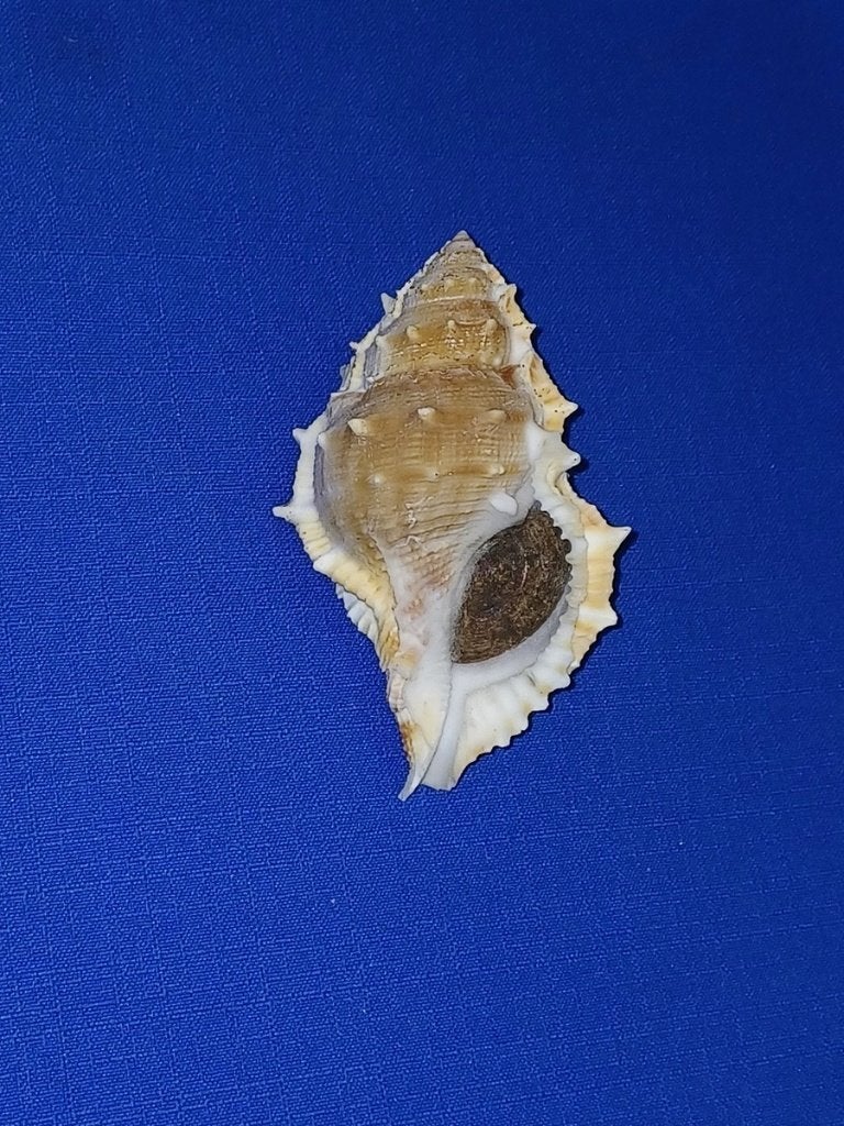 Schelpen, Bufonaria perelegans, Ophalen of Verzenden, Schelp(en)
