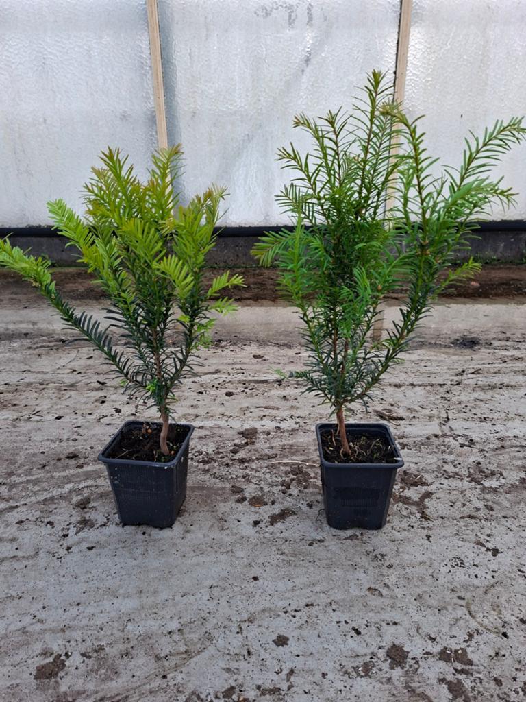 Taxus baccata voor een heg, Tuin en Terras, Planten | Tuinplanten, Ophalen of Verzenden, Bloeit niet, Overige soorten, Volle zon