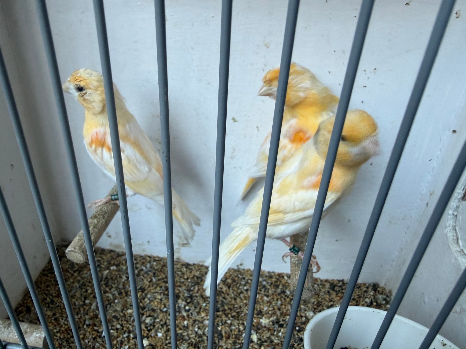Mooie rood mozaïek kanaries jongen 2026, Dieren en Toebehoren, Meerdere dieren, Kleurkanarie