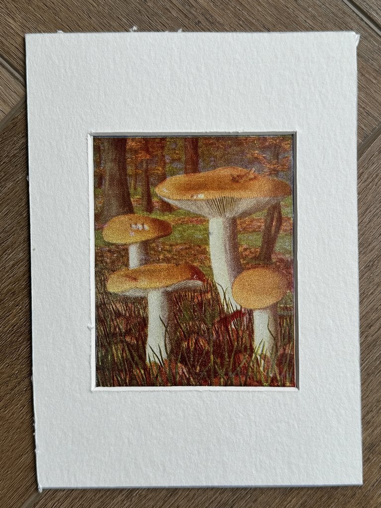 1932 OUD Litho paddestoel - Geelwitte russula - P0690-11, Ophalen of Verzenden, Overige technieken, 1900 - 1949