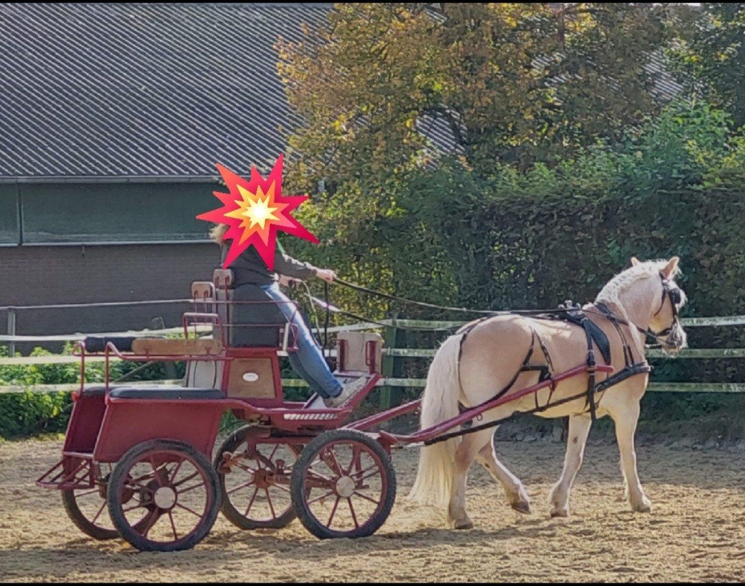 Menwagen, Paard