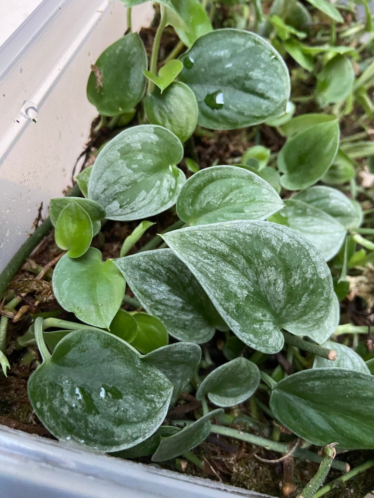 Scindapsus Silvery Ann gewortelde stekjes, Overige soorten, Vaste plant, Ophalen of Verzenden, Bloeit niet