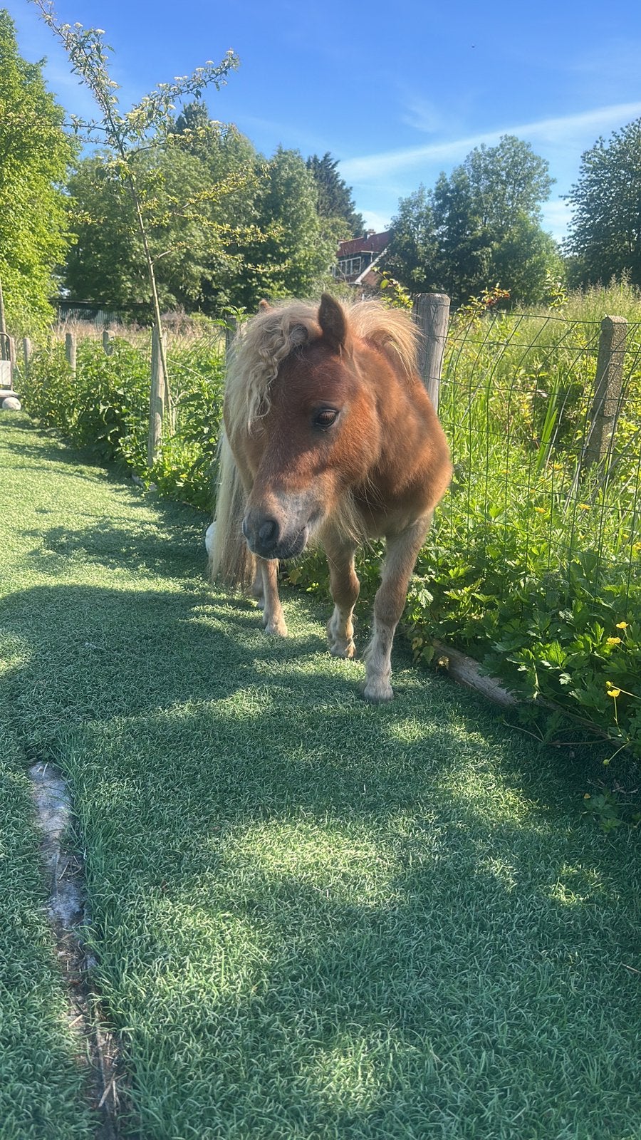 Mini Shetlander, Dieren en Toebehoren, Pony's, Niet van toepassing, 0 tot 2 jaar, Hengst, A pony (tot 1.17m)