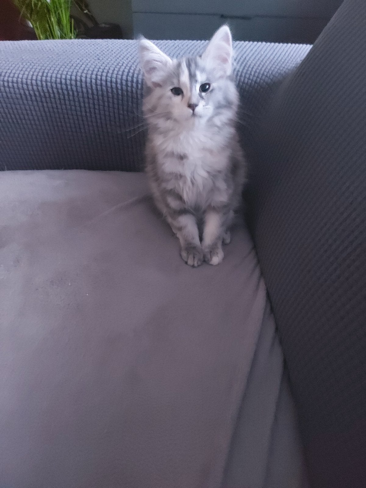 Maine Coon Poesje, Dieren en Toebehoren, Poes