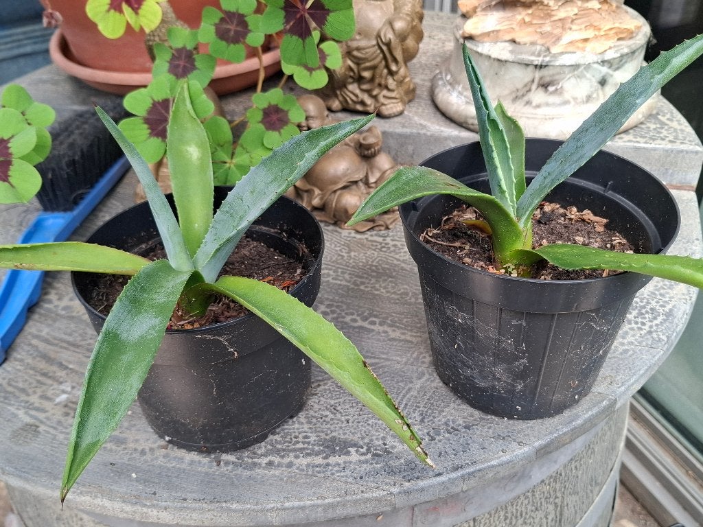 AGAVE, 2 STUKS EN 1 HIBISCUS JONG, Volle zon, Eenjarig, Bloeit niet, Ophalen