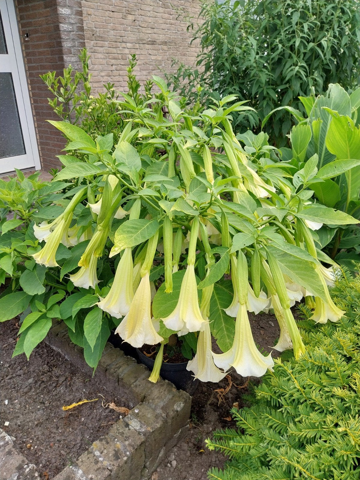 Witte Trompetplant (Brugmansia) - Prachtige Bloeier, Tuin en Terras, Planten | Tuinplanten, Ophalen, Zomer, Vaste plant, Volle zon
