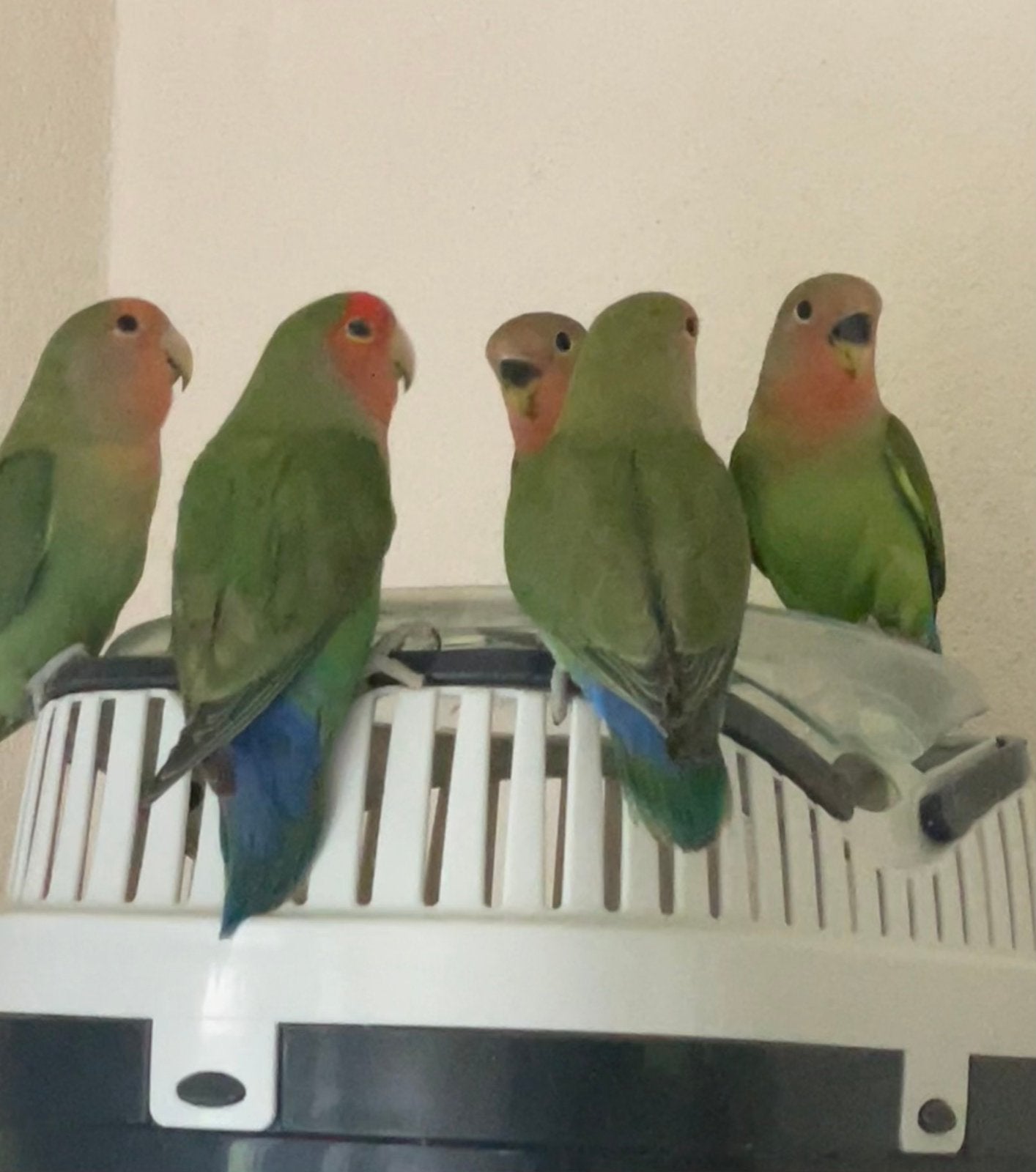 Lieve Agapornis Dwergpapegaai Lovebird Fischerie Roseicolle, Meerdere dieren, Dwergpapegaai of Agapornis, Tam