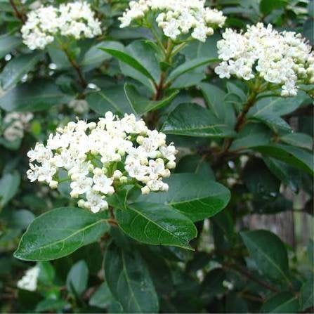 Viburnum tinus (Sneeuwbal), Ophalen of Verzenden, Overige soorten, Struik, 100 tot 250 cm