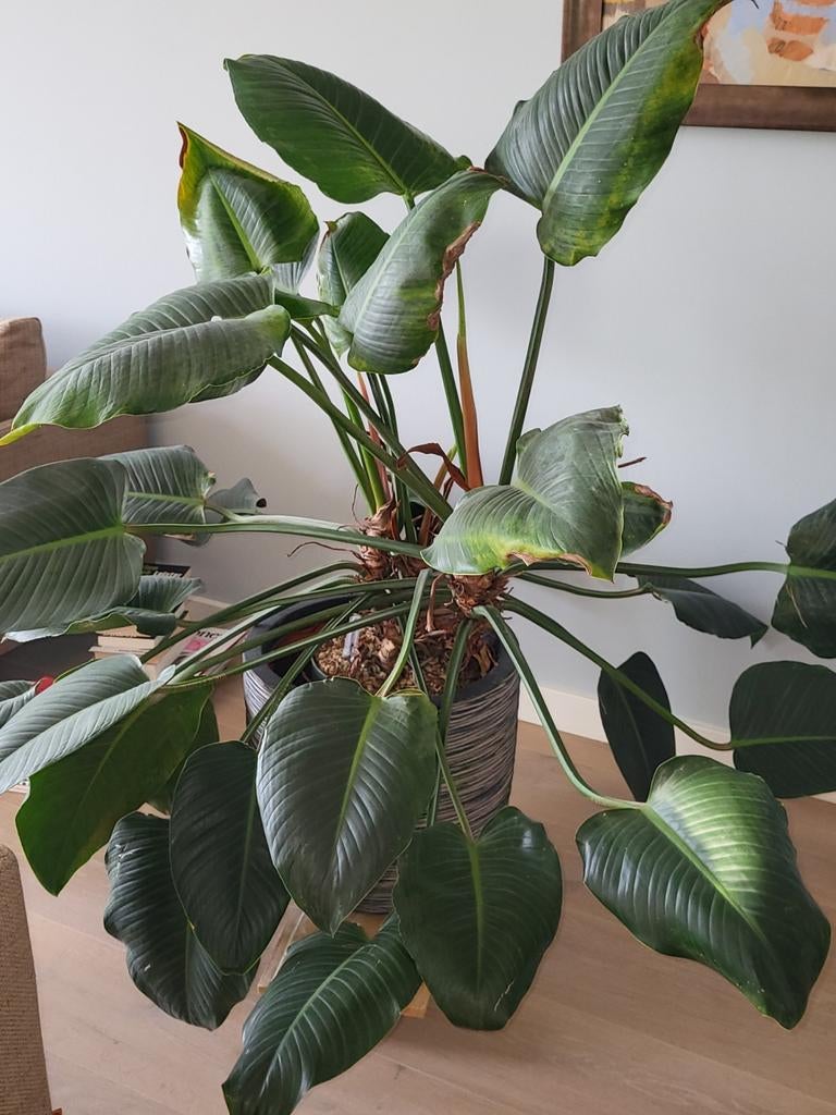 Grote Philodendron met binnenpot en plantenvoeding, Huis en Inrichting, Kamerplanten, Verzenden