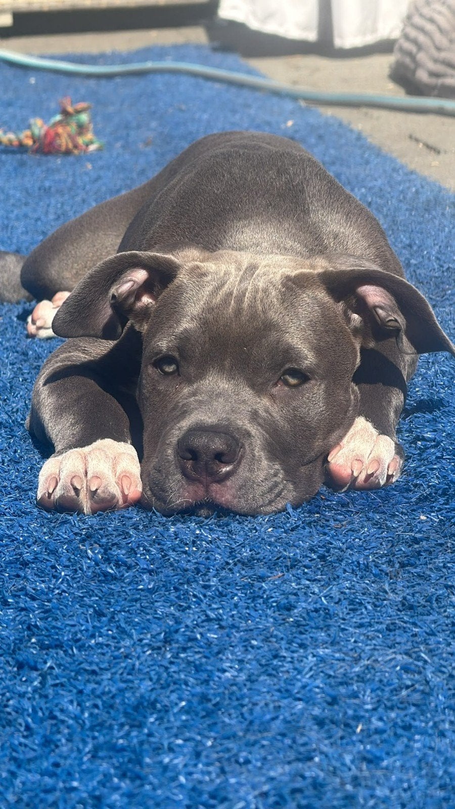 bully xl pup, Dieren en Toebehoren, Honden | Bulldogs, Pinschers en Molossers, Parvo, Overige rassen, 8 tot 15 weken, Teef
