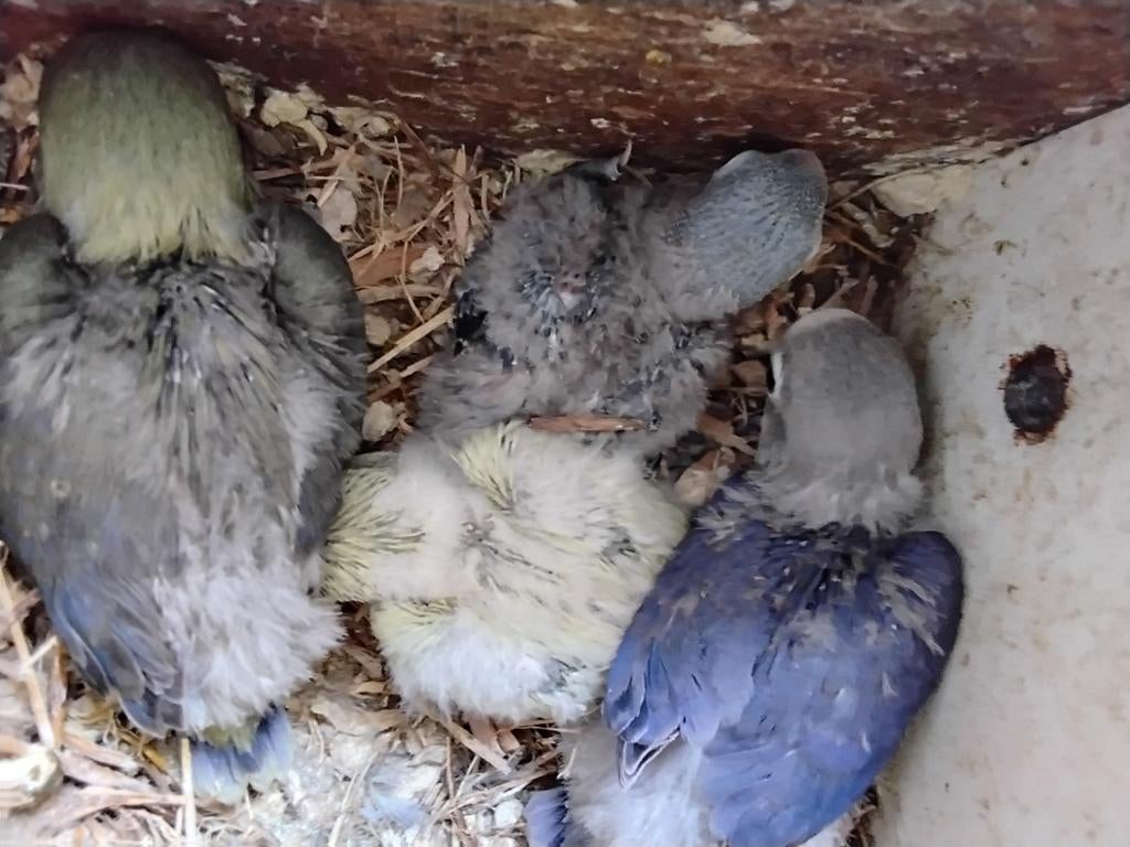 Agapornis Ficheri  jong  voor tam, Dieren en Toebehoren, Geslacht onbekend, Dwergpapegaai of Agapornis, Tam