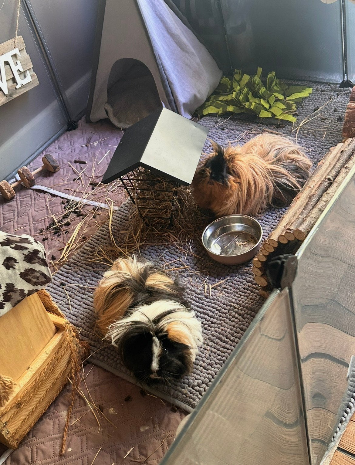 2 zusjes, langharig, 3,5 jaar oud, Februari, Vrouwelijk, Cavia