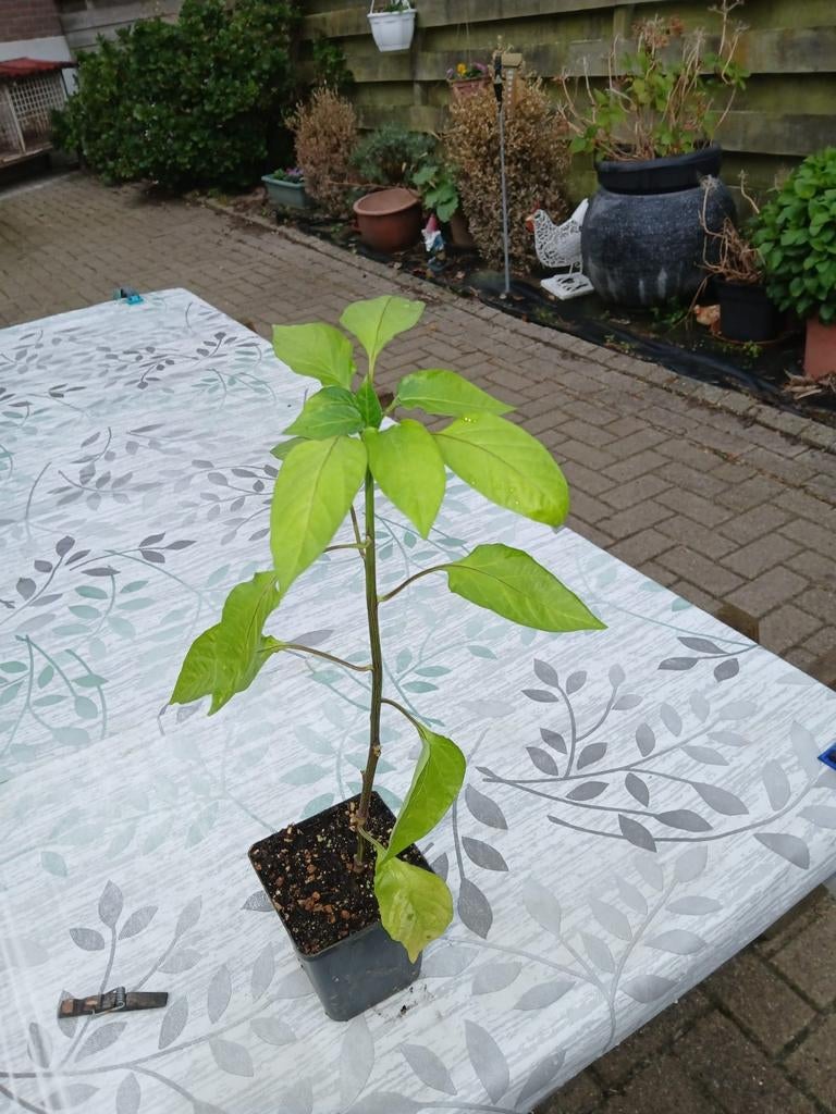 Peper plant, Tuin en Terras, Planten | Tuinplanten, Ophalen, Volle zon, Groenteplanten, Eenjarig