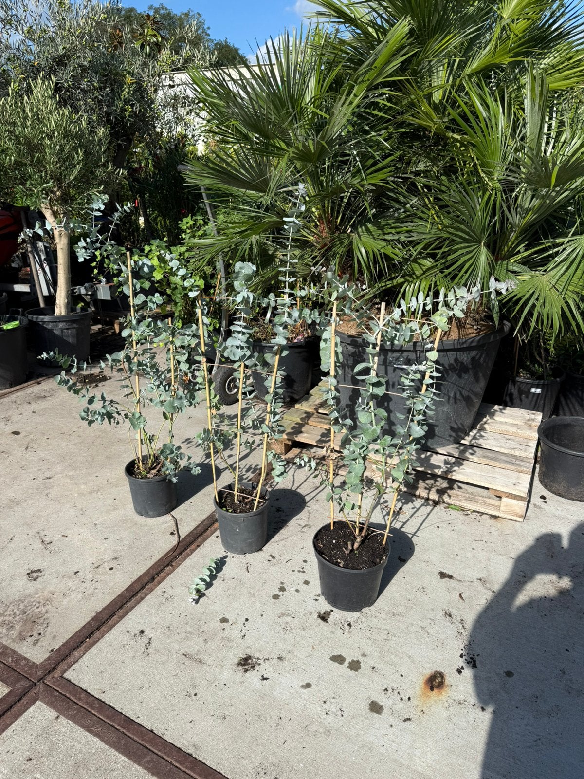 Eucalyptus lang en in rek winterhard ruiken heerlijk 19,95, Tuin en Terras, Vaste plant, Bloeit niet, Halfschaduw, Ophalen
