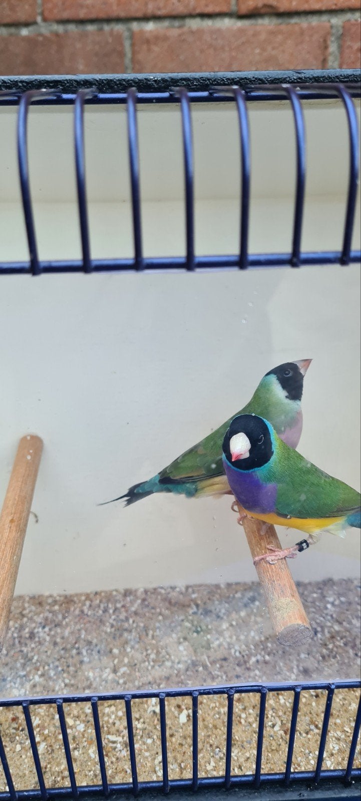 gould amadines, Dieren en Toebehoren, Meerdere dieren, Tropenvogel, Geringd