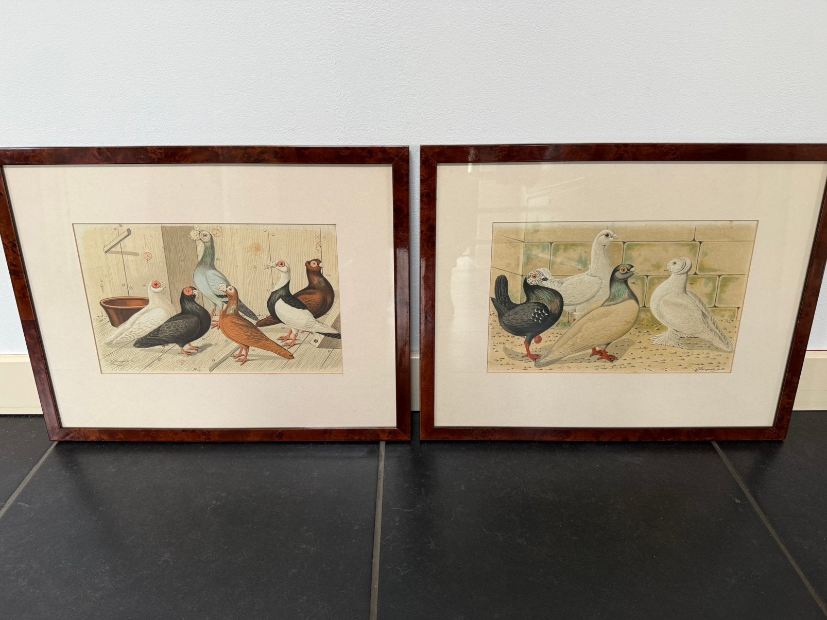 Set litho’s duiven Bungartz postduiven mooie lijsten, Antiek en Kunst, Kunst | Litho's en Zeefdrukken, Ophalen, Dieren en Natuur