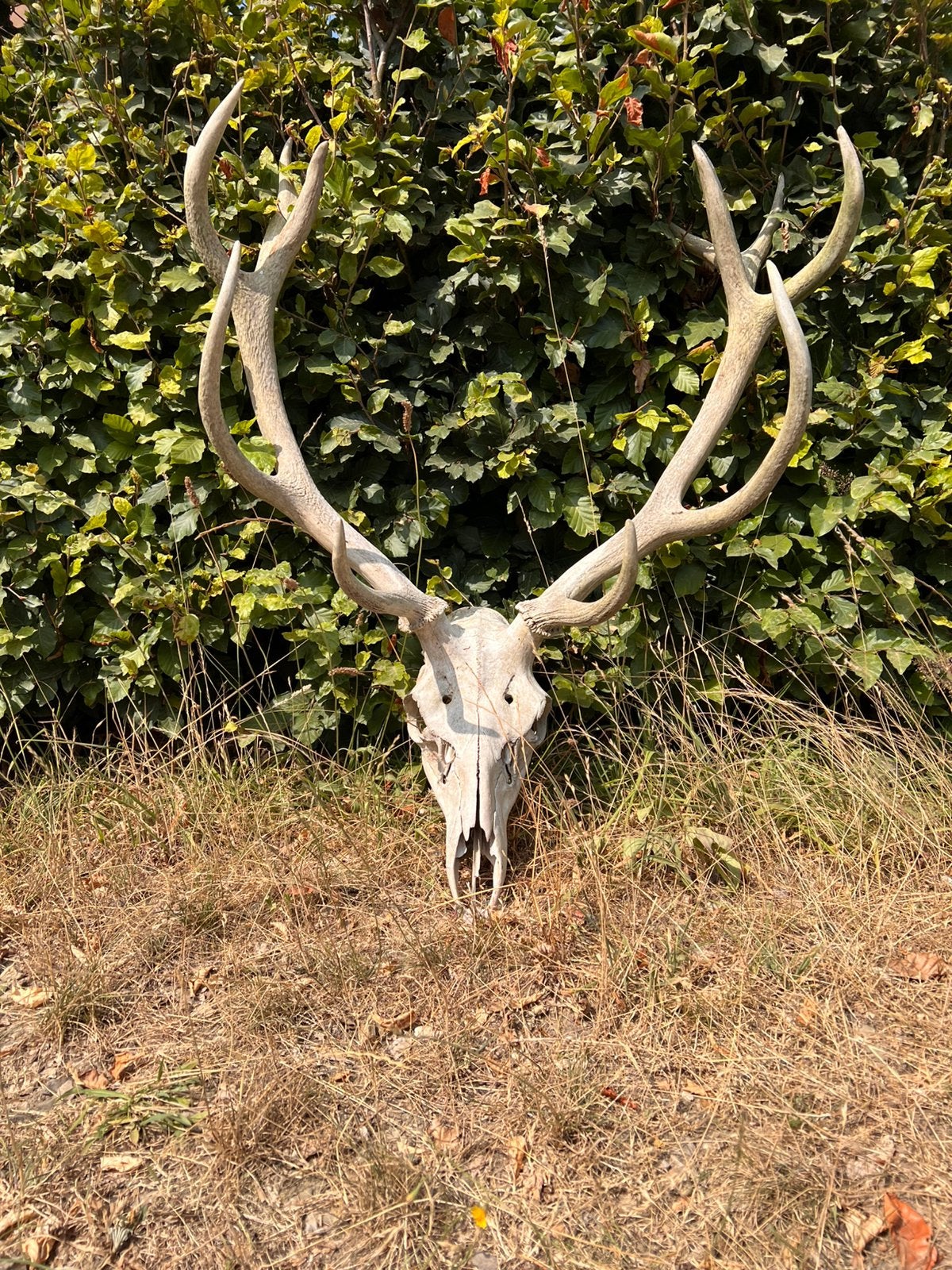 Herte kop met groot gewij, Ophalen, Weerbestendig, Natuurlijk materiaal, Zoogdier