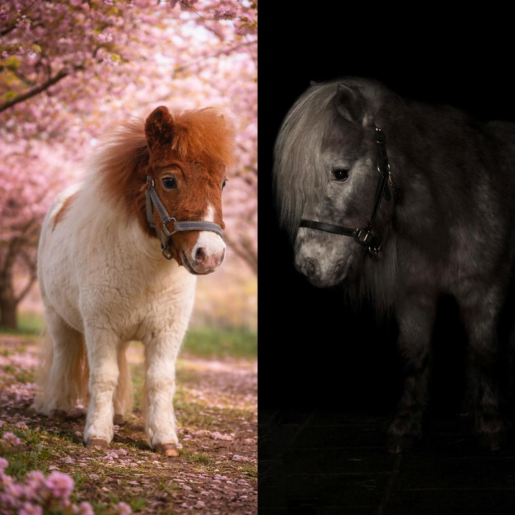 Te koop 2 knappe shetlander hengsten, Dieren en Toebehoren, Hengst, A pony (tot 1.17m), Gechipt, 0 tot 2 jaar