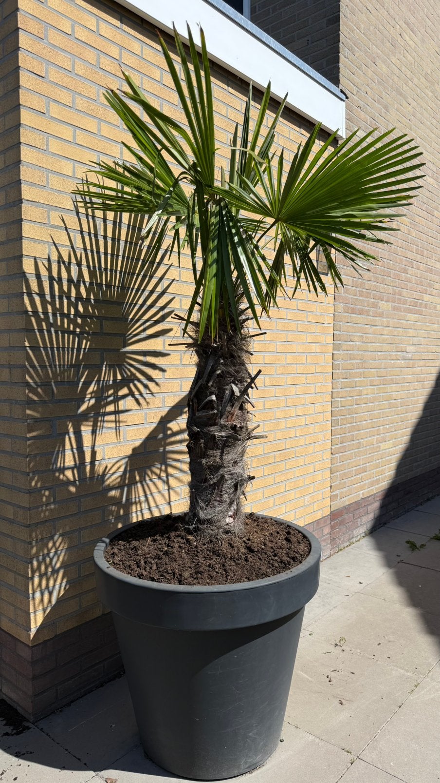 Palmboom inclusief pot, Tuin en Terras, 100 tot 250 cm, Zomer, Palmboom, Ophalen