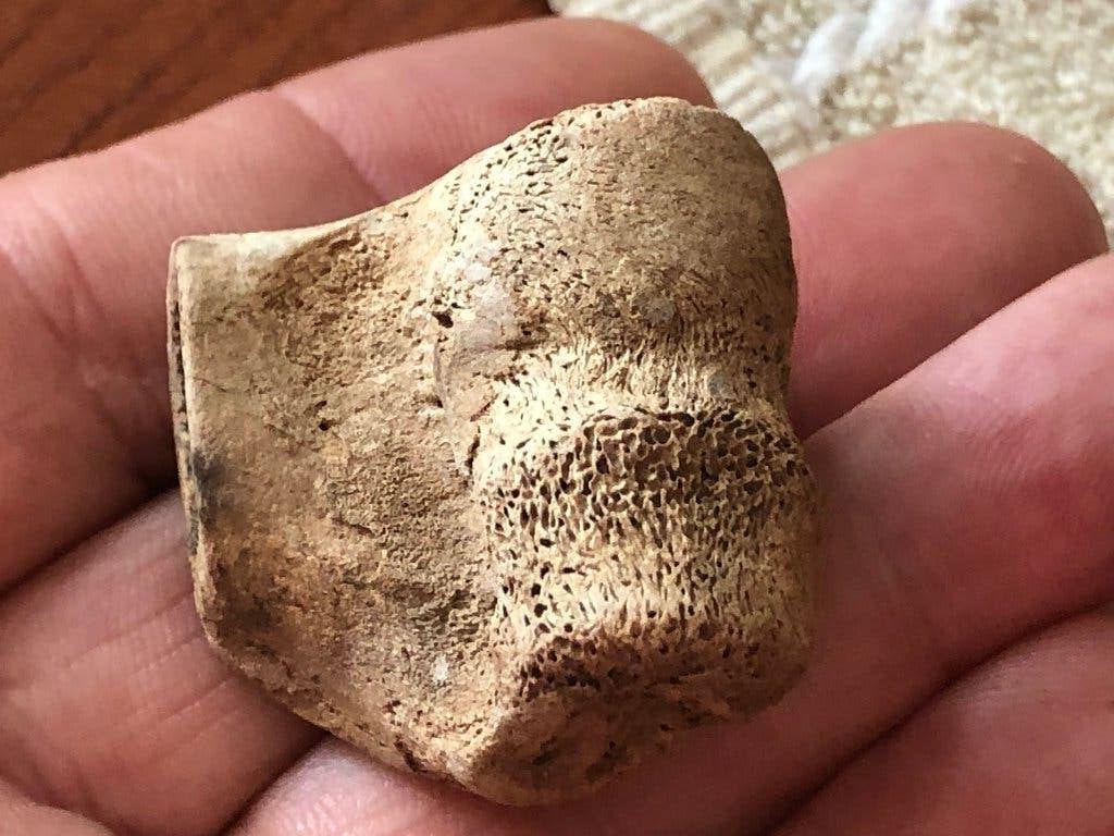 Bodemvondst ROMEINSE afvalput doorgesneden BOT apart item., Ophalen of Verzenden