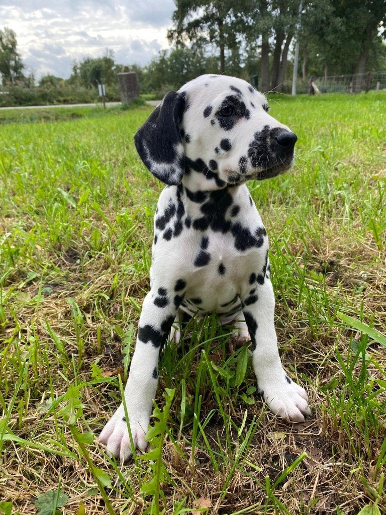 Hele mooie dalmatiër pups, Dalmatiër, 8 tot 15 weken, CDV (hondenziekte), Meerdere