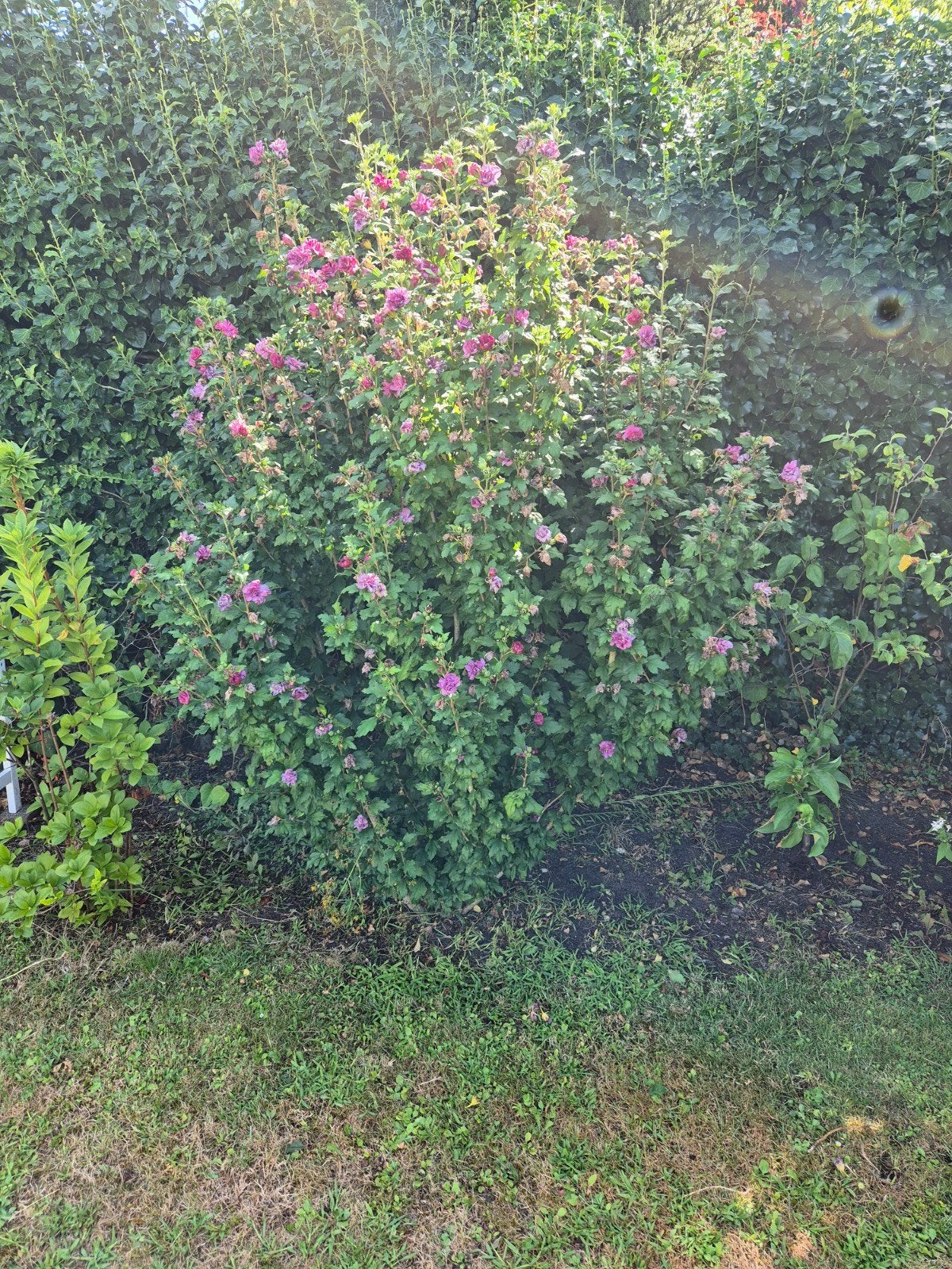 Gratis af te halen 2x hibiscus 1x rododendron, Tuin en Terras, Ophalen, Overige soorten, Minder dan 100 cm