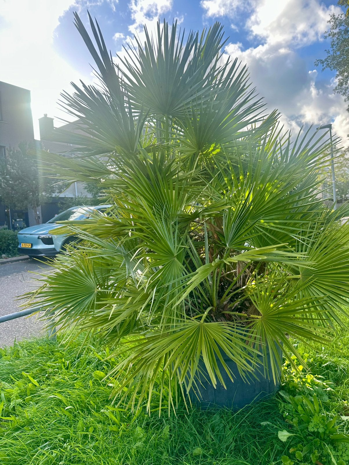 VULCANO palm grote zware palm winterhard -10 1.90 mtr, Ophalen, Gehele jaar, Volle zon