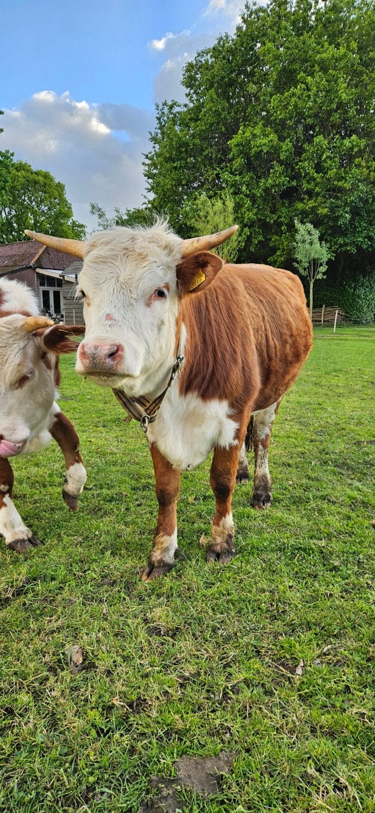 Mini Hereford pink (zoogstel en stier gereserveerd)⁸, Dieren en Toebehoren, Runderen, Meerdere dieren