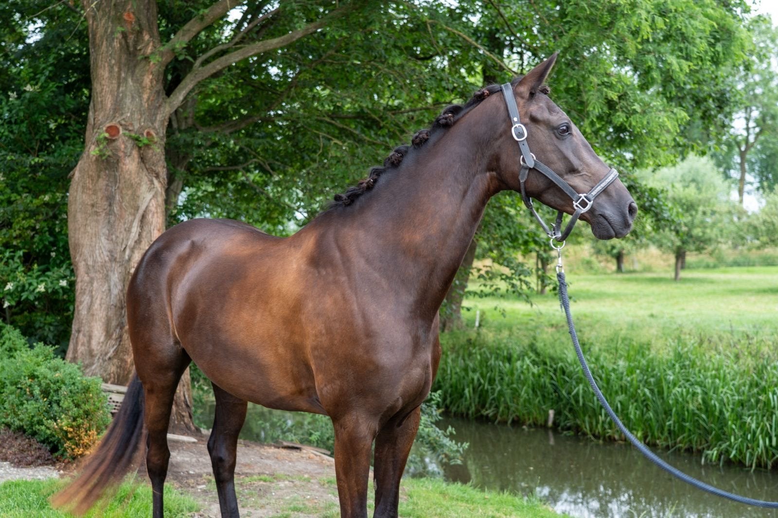 Lieve merrie 8 jaar vader franklin, Dieren en Toebehoren, Paarden en Pony's | Dekens en Dekjes, Ophalen of Verzenden
