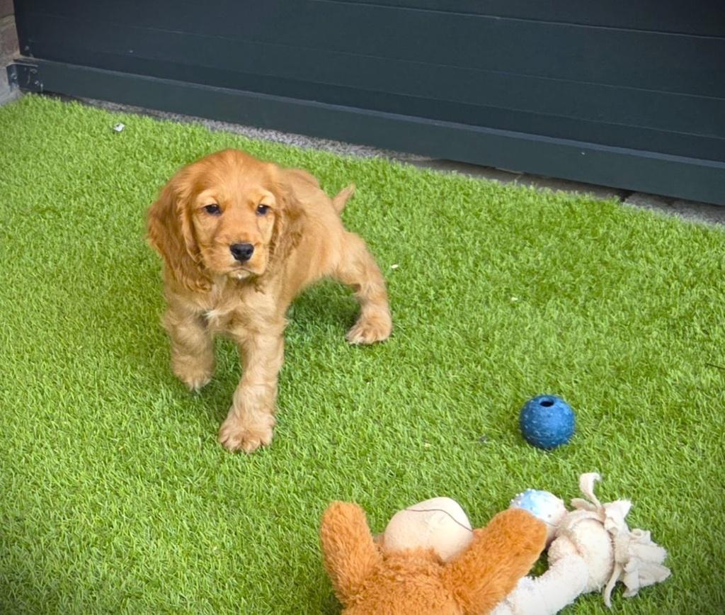Mooie speelse Engelse Cocker Spaniel Pups, Parvo, Nederland, 8 tot 15 weken, Meerdere