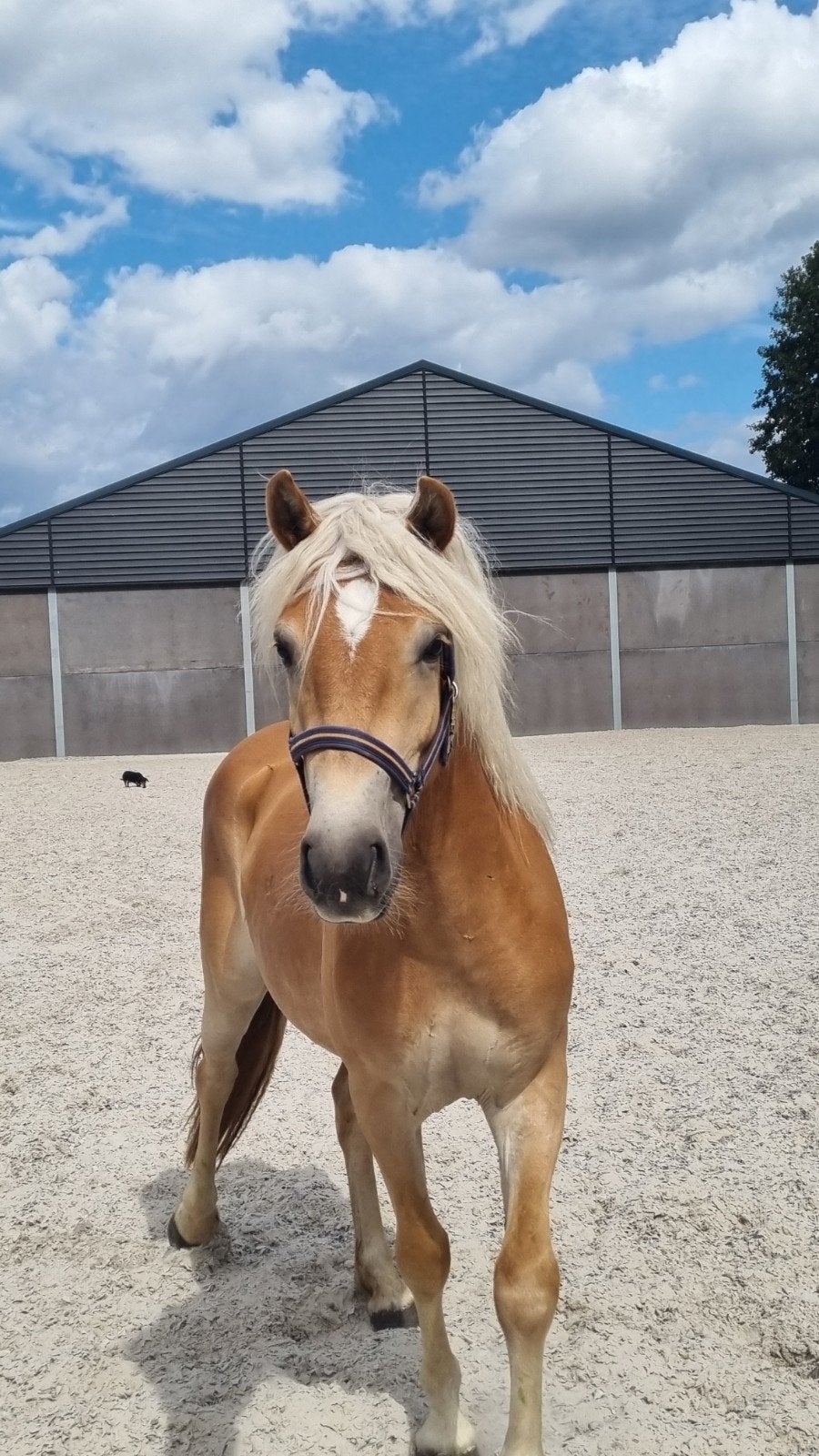 super leuke 2 jarige haflinger merrie en 2jarige bonte Dpony, Merrie, Met stamboom, 0 tot 2 jaar, Recreatiepony