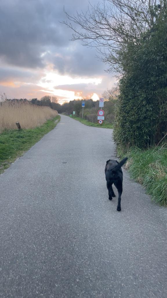 Honden oppas aangeboden/oppas hond gezocht, Dieren en Toebehoren, Ophalen, Nieuw