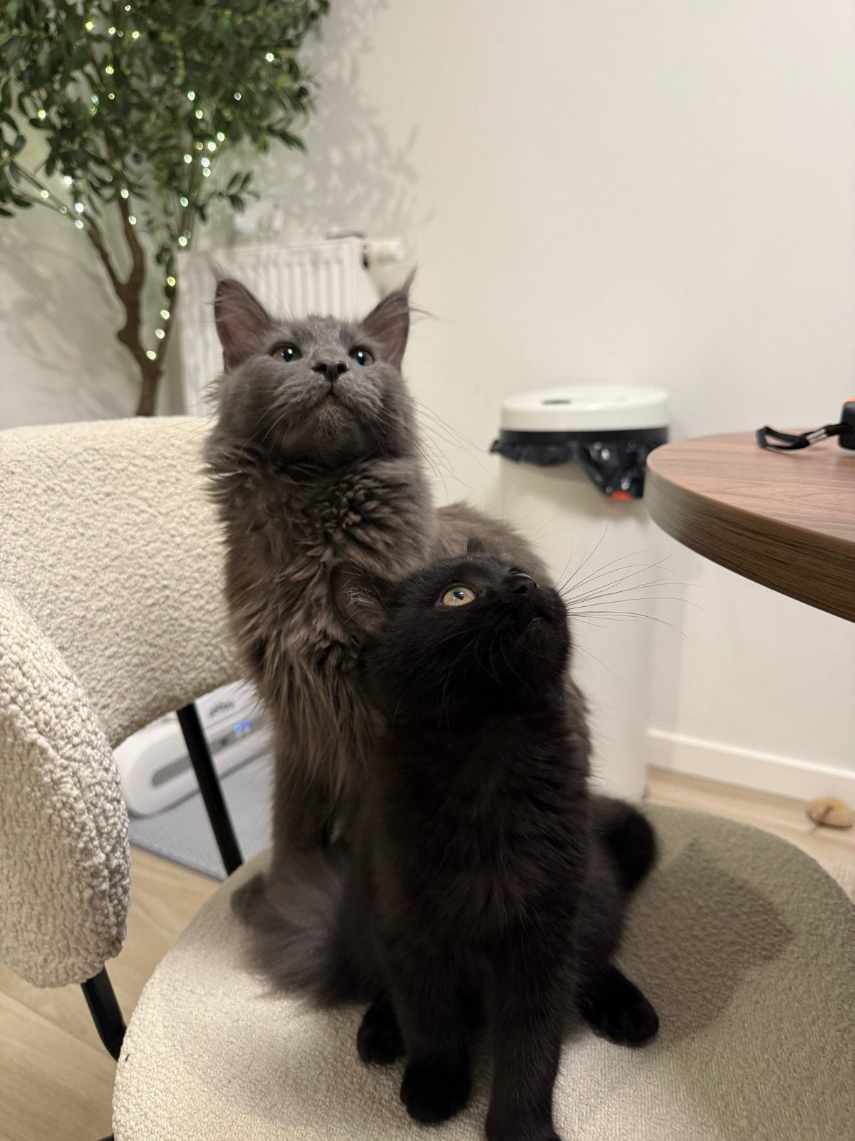 Maincoon / Ragdoll kitten ter adoptie, Poes
