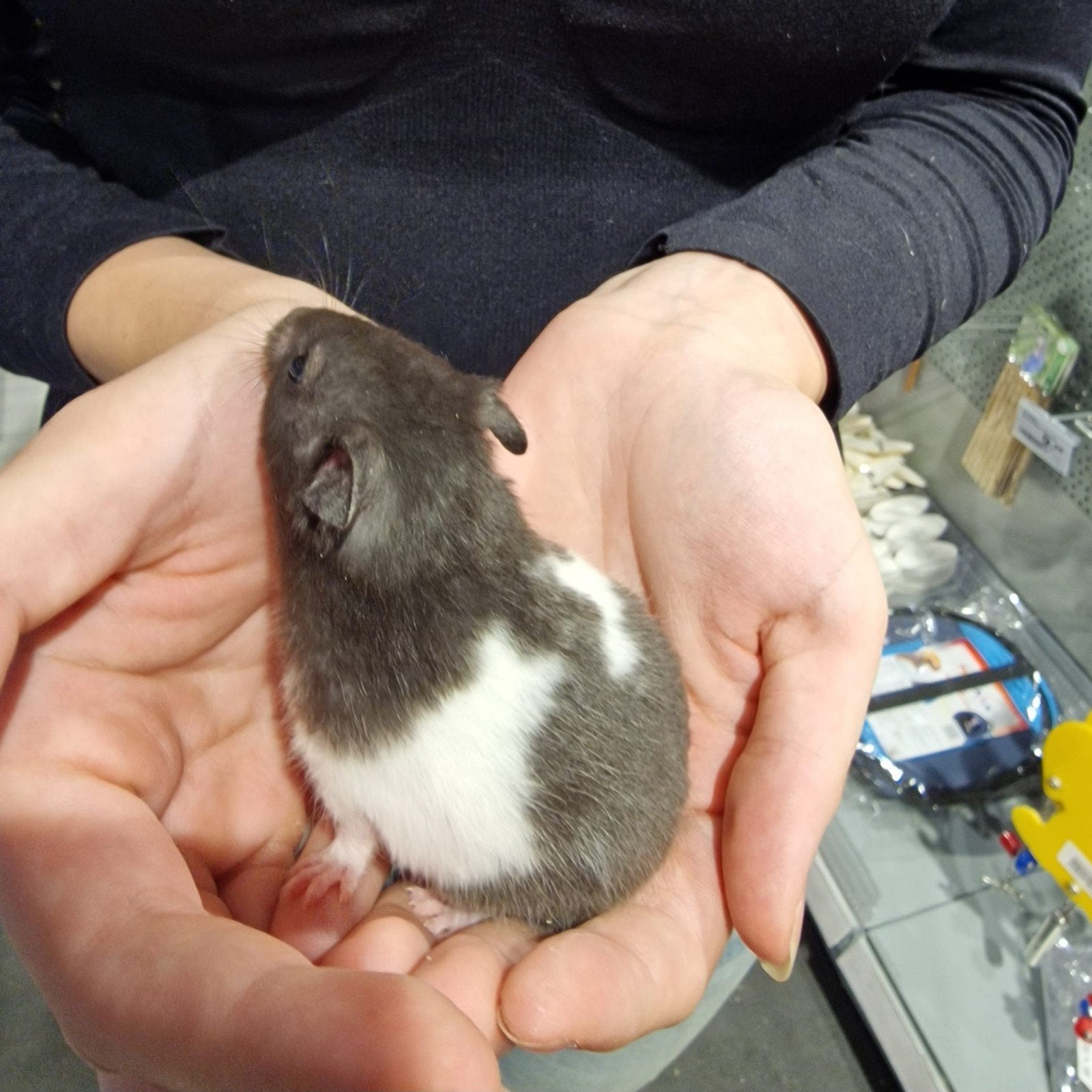 Foto 16 van Syrische hamsters super lief en super tam.