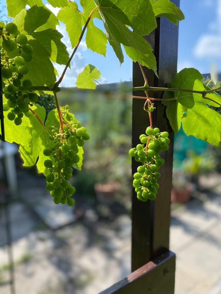 Druivenplant, Tuin en Terras, Planten | Fruitbomen, Lente, Ophalen