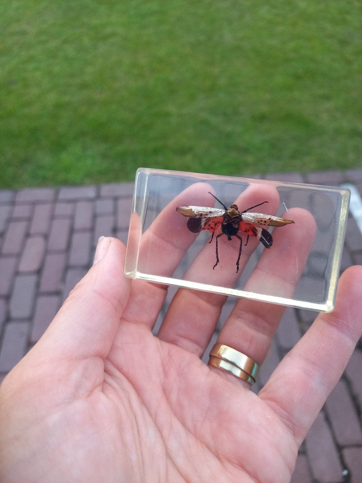 Insecten in hars, Ophalen of Verzenden, Beeldje of Figuurtje