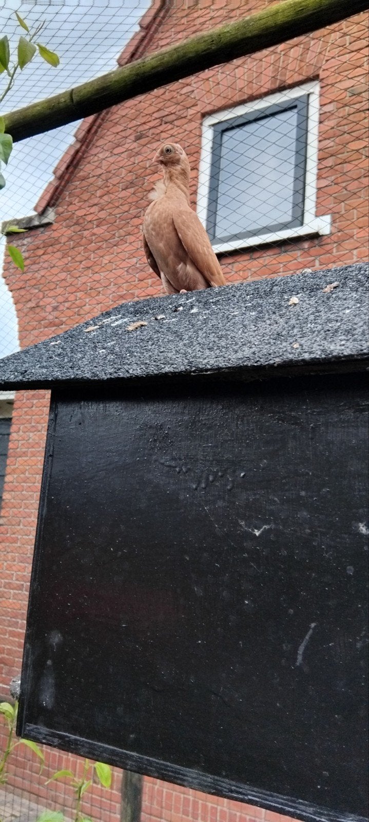 Jonge duif, Dieren en Toebehoren, Geslacht onbekend, Overige soorten