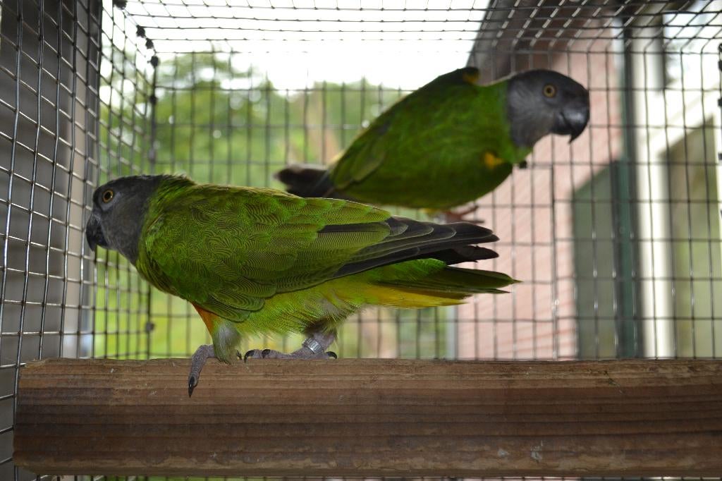 Senegal-papegaai/Bonte boer ; Rijssen/Twente/Tukkers let op., Dieren en Toebehoren, Vermiste en Gevonden Dieren, Vogel
