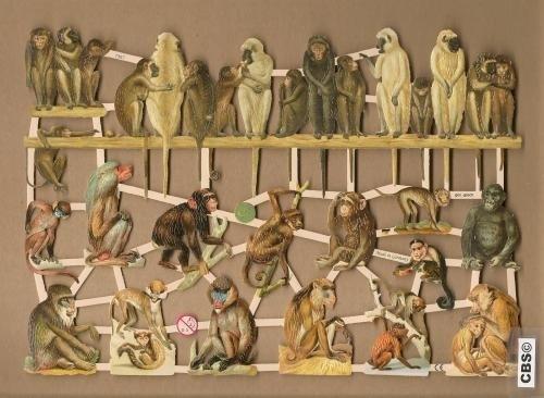 Apen met Chimpansee, Baviaan, Gorilla poezieplaatjes 7357, Verzamelen, Ophalen of Verzenden
