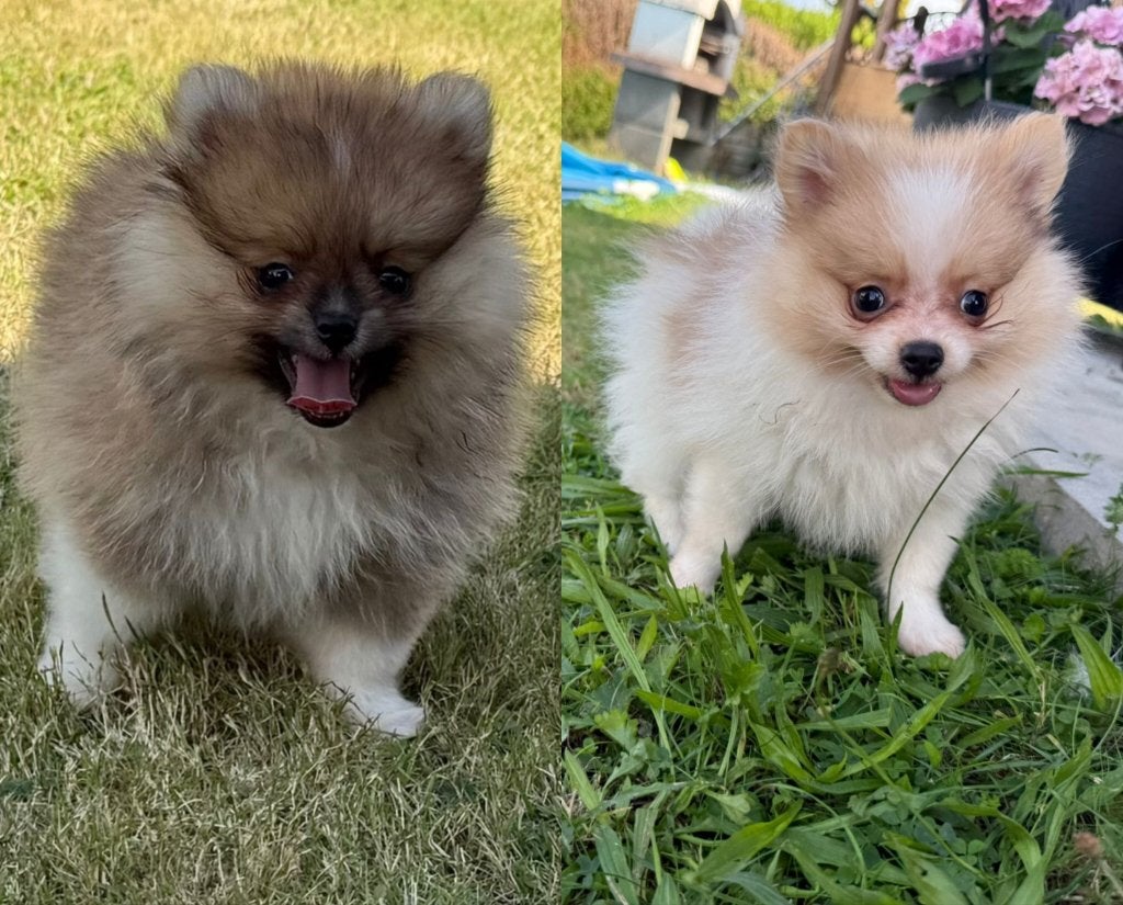 Pomeriaan Pup, Pomeranian, Dwergkees, Dieren en Toebehoren, Parvo, Fokker | Hobbymatig, Keeshond, Reu