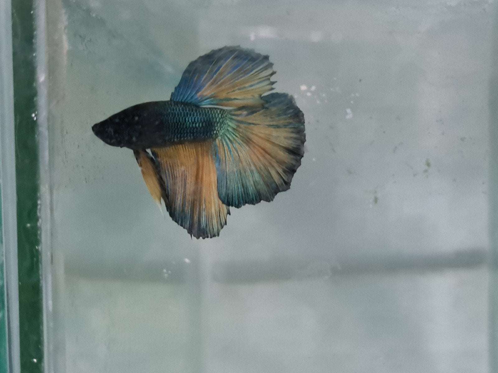 Betta splendens super delta kempvis man