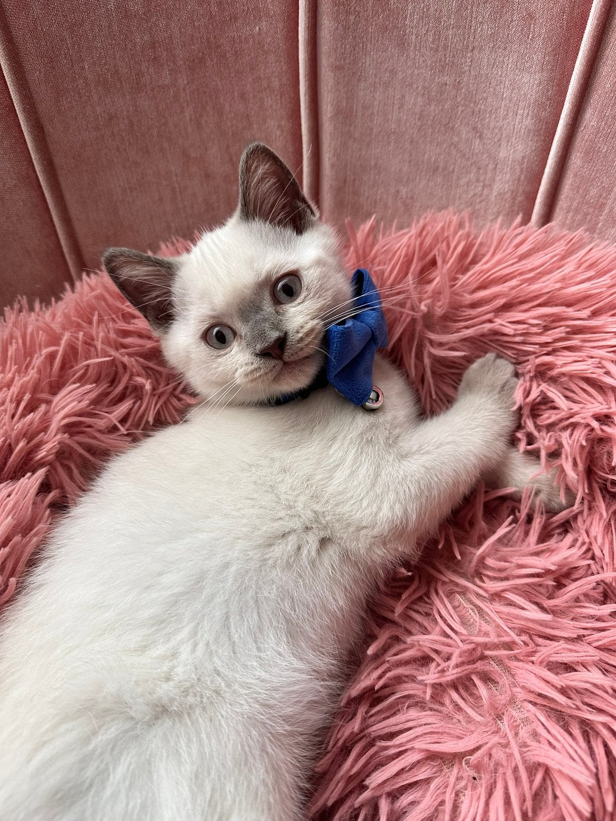 Britse Korthaar kittens Blue Point &Lilac Point, Dieren en Toebehoren, Katten en Kittens | Raskatten | Korthaar, Meerdere dieren