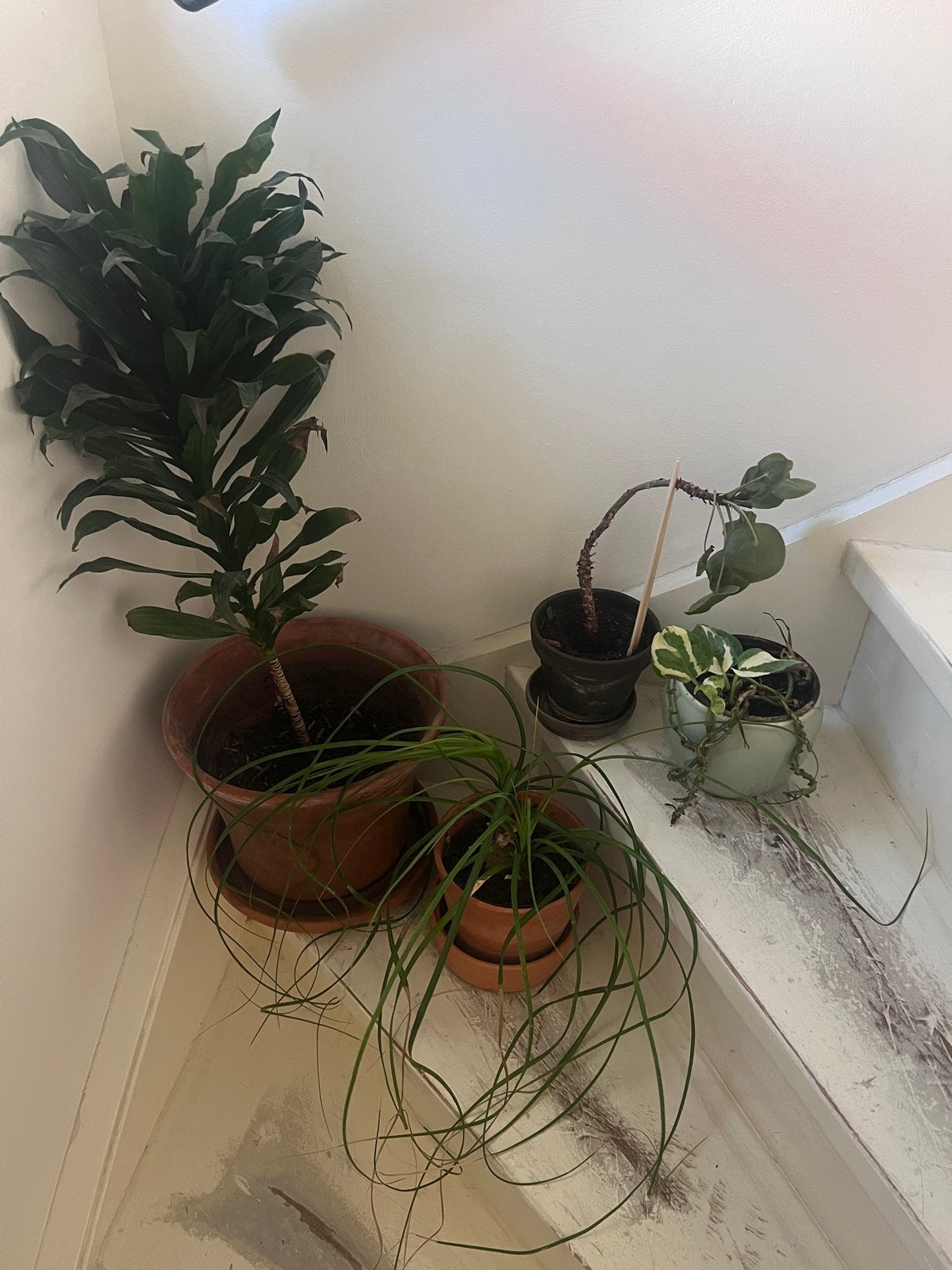 Diverse kamerplanten: Dracaena, Ponytail Palm en meer, Huis en Inrichting, Kamerplanten, Ophalen, 100 tot 150 cm, Overige soorten