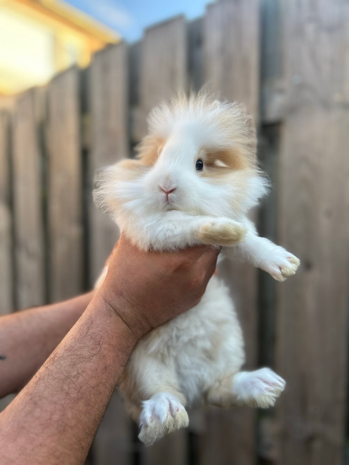 lieve tamme teddy widder x leeuwenkop baby konijntje, Meerdere dieren, Dwerg, 0 tot 2 jaar