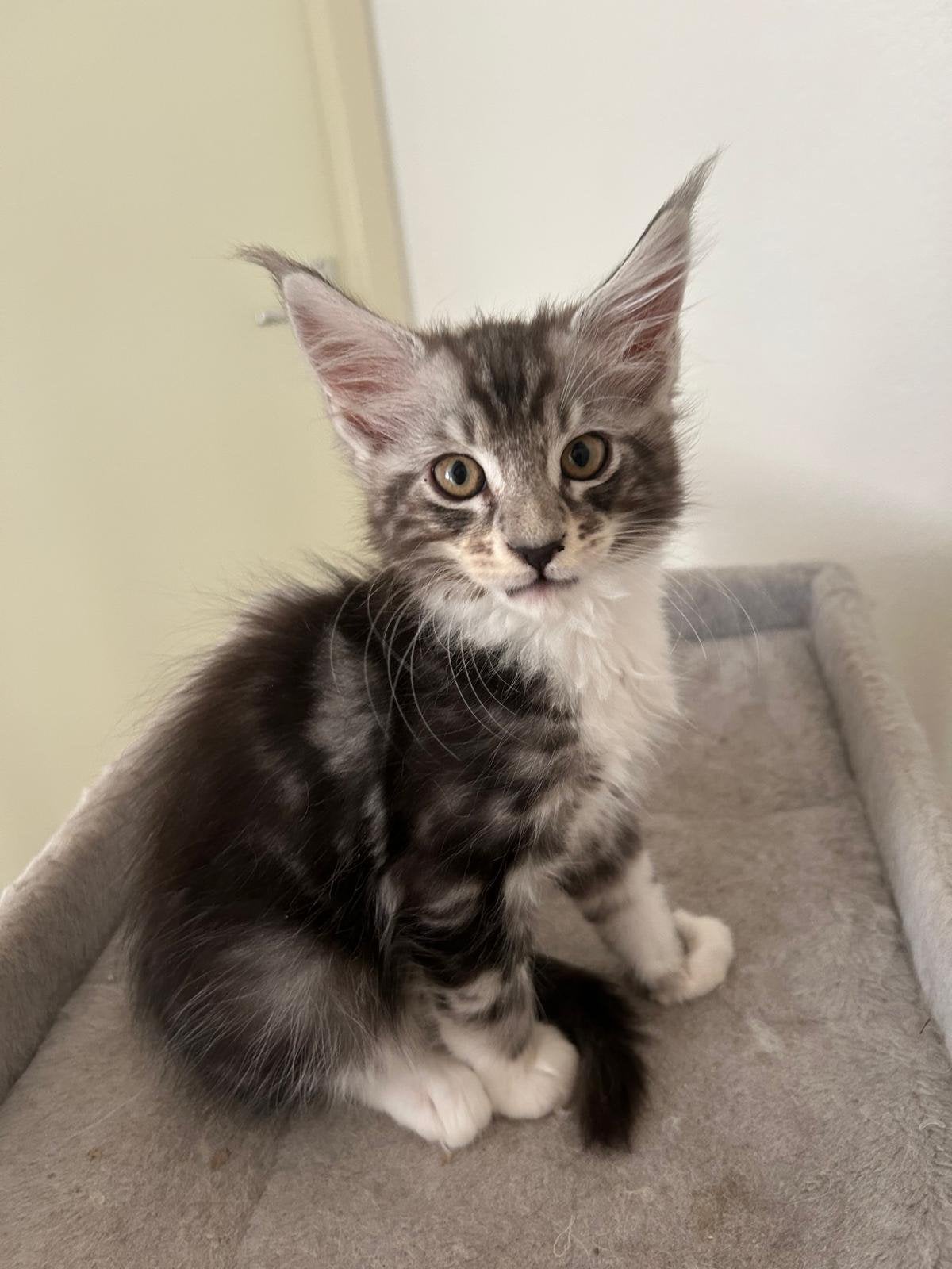 Maine Coon kittens met stamboom., Kater, Met stamboom, 0 tot 2 jaar