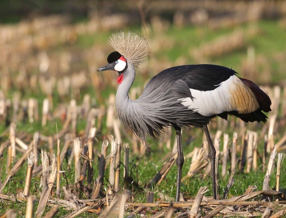 grijze kroonkraanvogels, Dieren en Toebehoren