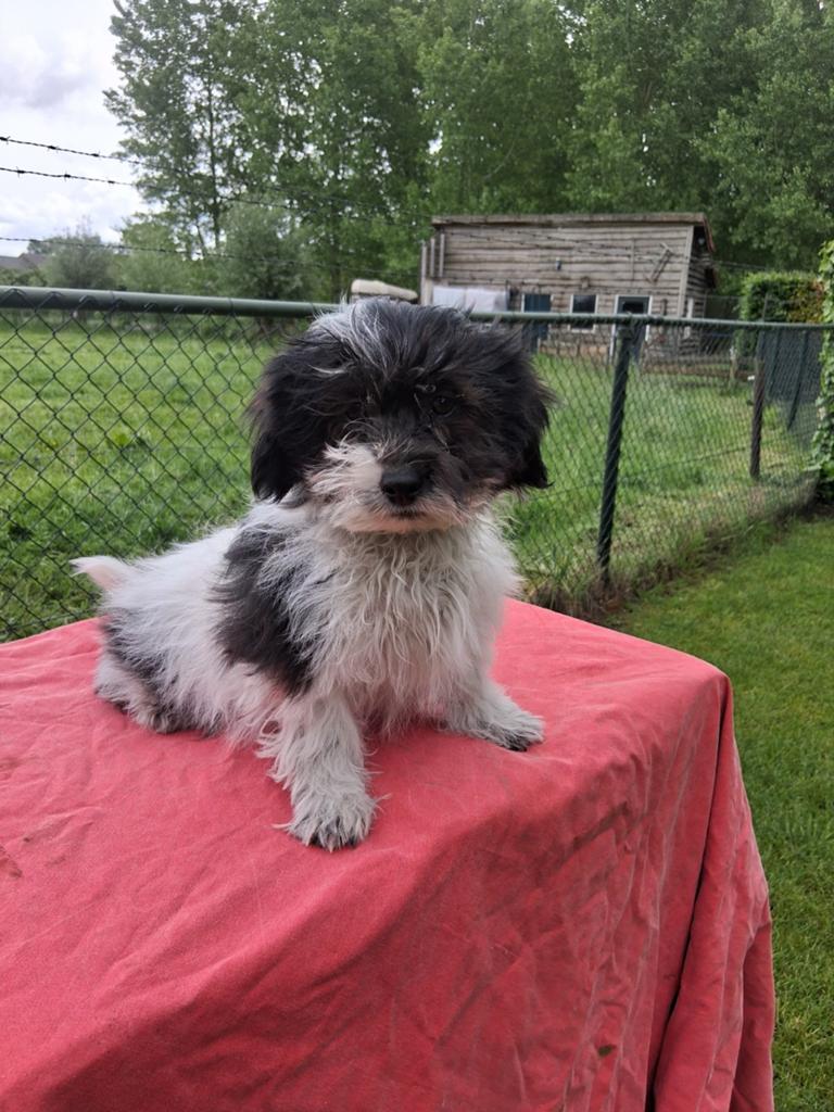 Te koop mooie speelse kleinblijvende boomer pups, Dieren en Toebehoren, Honden | Chihuahua's en Gezelschapshonden, Parvo, 8 tot 15 weken