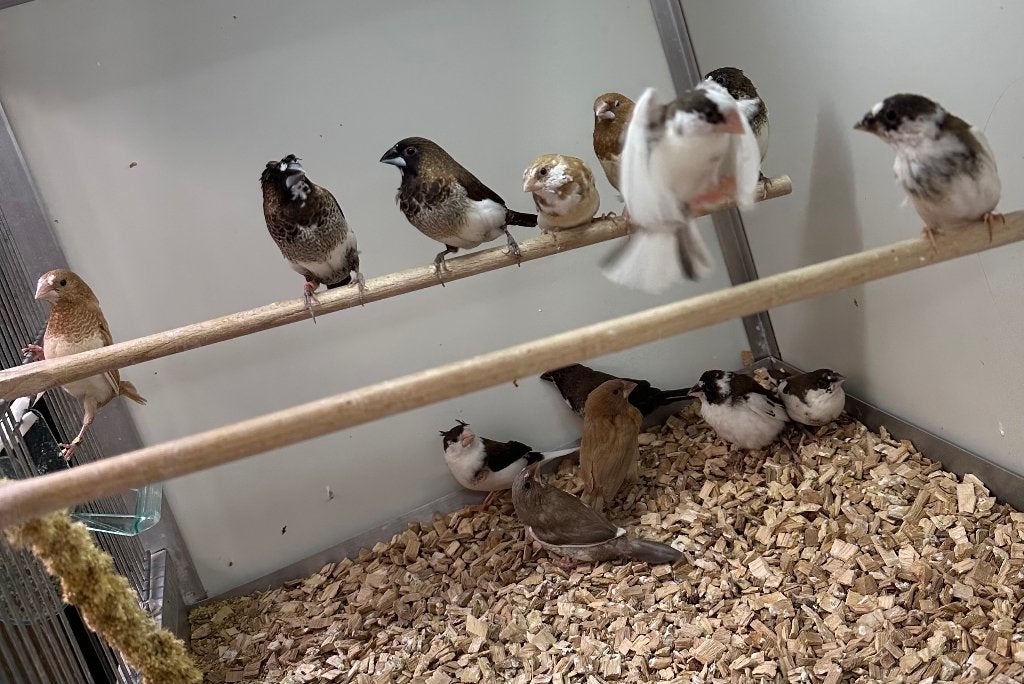 Japanse meeuwtjes, Dieren en Toebehoren, Vogels | Overige Vogels, Meerdere dieren